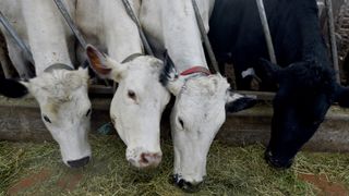 Three white dairy cows and one black dairy cow eating through a fence