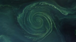 A massive green swirl of algae in the sea