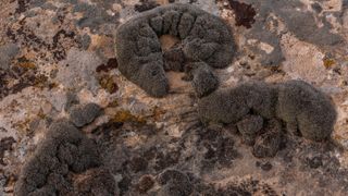 Dried and dessicated moss, Syntrichia caninervis, attached to dried rock in Hackberry Canyon of Hovenweep National Monument, Colorado, USA