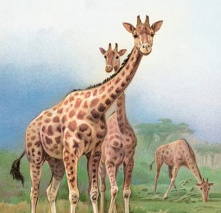 Old chromolithograph illustration of The South African giraffe