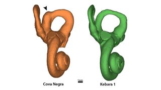 3D models of an inner ear bone